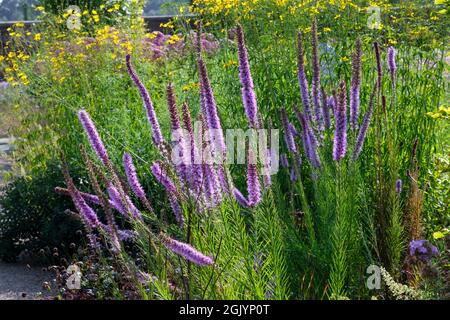 Blütenstände von Liatris pycnostachya (Blazing Star) im britischen Garten im September Stockfoto