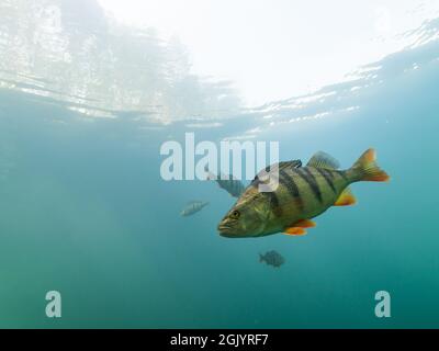 Großer Barsch, der im klaren Wasser schwimmend ist Stockfoto