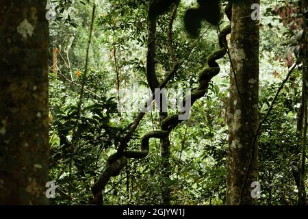 Dichte Vegetation des Regenwaldes im Kibale National Park, Uganda Stockfoto