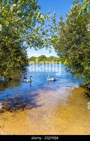 Schwäne und Enten am Hollow Pond in Leyton Flats, London, Großbritannien Stockfoto