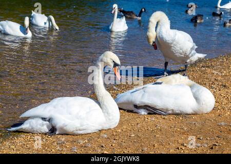 Schwäne und Enten am Hollow Pond in Leyton Flats, London, Großbritannien Stockfoto