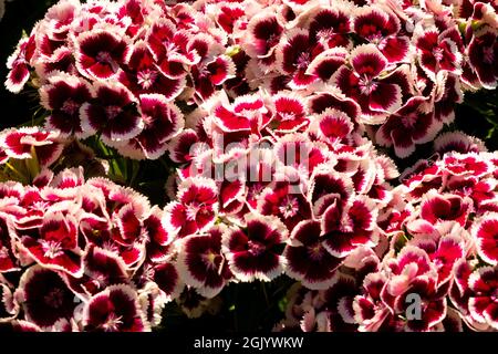 Red White Dianthus barbatus Dianthus Sweet William Stockfoto