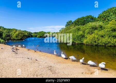 Schwäne und Enten am Hollow Pond in Leyton Flats, London, Großbritannien Stockfoto