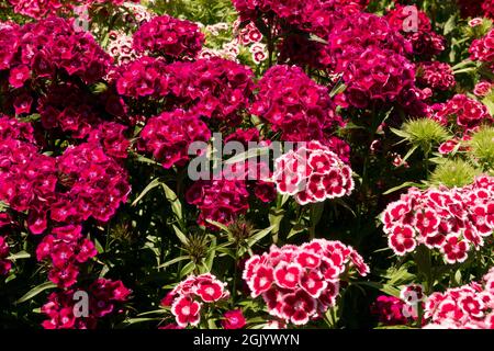 Dianthus barbatus süß gemischt Dianthus süß William Stockfoto