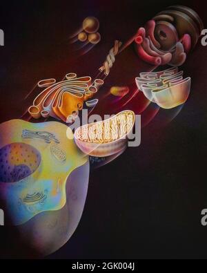 Zelle mit dem Golgi-Apparat, den Mitochondrien und dem endoplasmatischen Retikulum sowie Lysosomen. Stockfoto