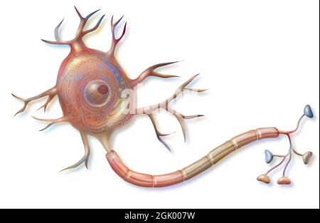Nervenzelle (Neuron) mit Axon, Dendriten und Zellkörper. . Stockfoto
