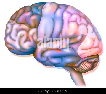 Hirnareale: Präfrontaler Kortex, prämotorischer Kortex und okulomotorischer Kortex. . Stockfoto