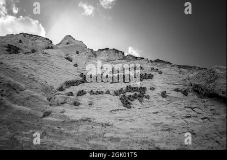 In die Felswand von Monument Rocks im ländlichen Kansas, USA, integrierte Schlammhäuser von Cliff Swallow Stockfoto