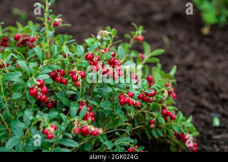 Vaccinium vitis-idaea Koralle im Garten Stockfoto