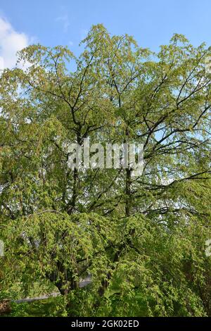 Hainbuche, Weißbuche, Hagebuche oder Hornbaum, Carpinus betulus Pendula, Közönséges gyertyán, Ungarn, Europa Stockfoto