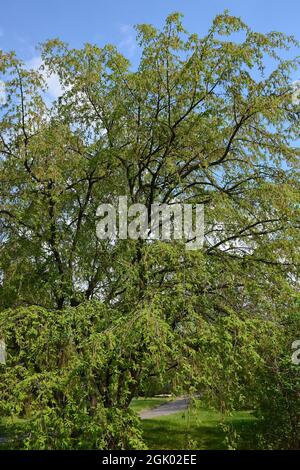 Hainbuche, Weißbuche, Hagebuche oder Hornbaum, Carpinus betulus Pendula, Közönséges gyertyán, Ungarn, Europa Stockfoto