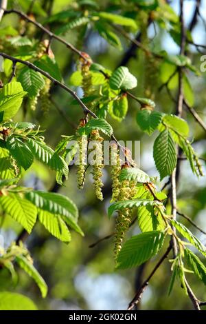 Hainbuche, Weißbuche, Hagebuche oder Hornbaum, Carpinus betulus Pendula, Közönséges gyertyán, Ungarn, Europa Stockfoto