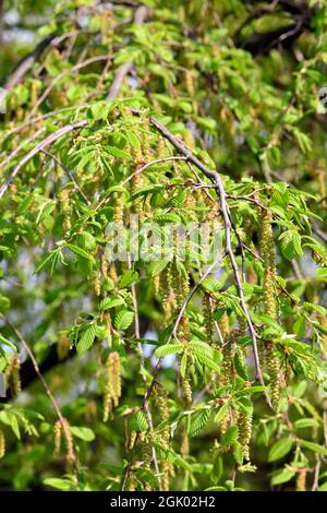 Hainbuche, Weißbuche, Hagebuche oder Hornbaum, Carpinus betulus Pendula, Közönséges gyertyán, Ungarn, Europa Stockfoto