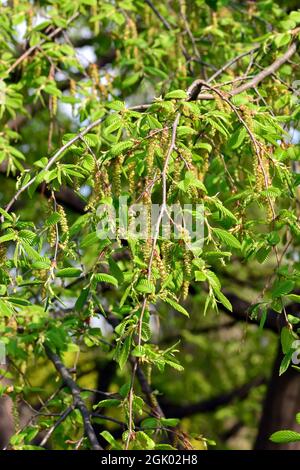 Hainbuche, Weißbuche, Hagebuche oder Hornbaum, Carpinus betulus Pendula, Közönséges gyertyán, Ungarn, Europa Stockfoto