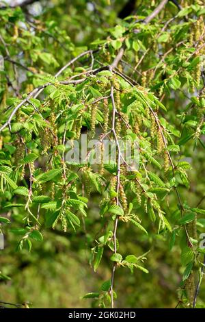 Hainbuche, Weißbuche, Hagebuche oder Hornbaum, Carpinus betulus Pendula, Közönséges gyertyán, Ungarn, Europa Stockfoto