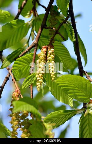 Hainbuche, Weißbuche, Hagebuche oder Hornbaum, Carpinus betulus Pendula, Közönséges gyertyán, Ungarn, Europa Stockfoto