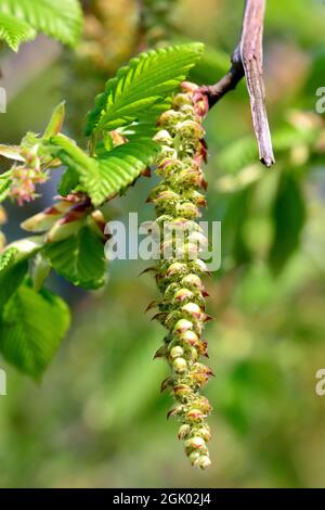 Hainbuche, Weißbuche, Hagebuche oder Hornbaum, Carpinus betulus Pendula, Közönséges gyertyán, Ungarn, Europa Stockfoto