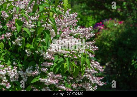 Strauch mit schönen weißen und rosafarbenen Vollblüten Deutzia scabra blüht im Frühjahr Stockfoto