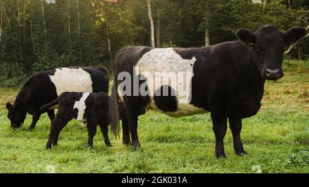 Herde von Kühen, die auf einer grünen Wiese grasen. Kalb saugt Milch von der Mutterkuh. Galloway-Rind. Stockfoto