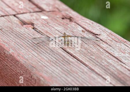 Eine Libelle, die auf einem bemalten Holzgeländer ruht. Nahaufnahme. Stockfoto