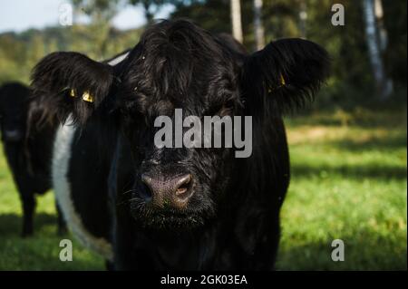 Porträt einer Kuh, die in die Kamera schaut. Galloway-Rind. Stockfoto