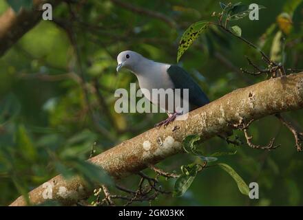 Grüner Kaisertaube (Ducula aenea pusilla) erwachsenes Männchen, das auf dem Zweig Sri Lanka thront Dezember Stockfoto