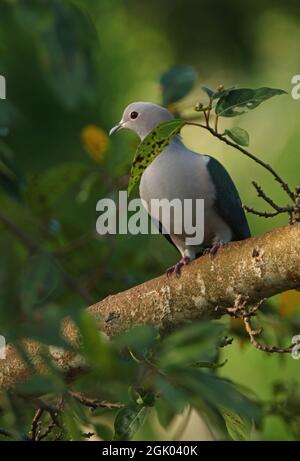 Grüner Kaisertaube (Ducula aenea pusilla) Erwachsener auf Zweig Sri Lanka thront Dezember Stockfoto