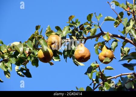 Birne, Kultur-Birne, Birnbaum, Pyrus communis, körte, Ungarn, Magyarország, Europa Stockfoto