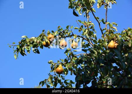 Birne, Kultur-Birne, Birnbaum, Pyrus communis, körte, Ungarn, Magyarország, Europa Stockfoto