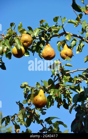 Birne, Kultur-Birne, Birnbaum, Pyrus communis, körte, Ungarn, Magyarország, Europa Stockfoto