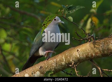 Grüner Kaisertaube (Ducula aenea pusilla) Erwachsener, der entlang des Astes Sri Lanka geht Dezember Stockfoto