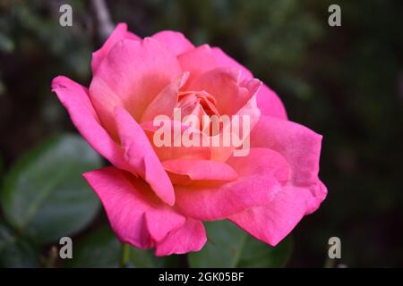 Selektiver Fokus auf eine große rosa Rose auf einem unscharfen grünen, grünen Hintergrund -01 Stockfoto