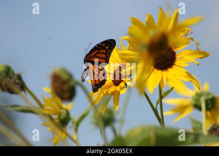 Sonnenblumen und Monarch Butterfly im Flug Stockfoto