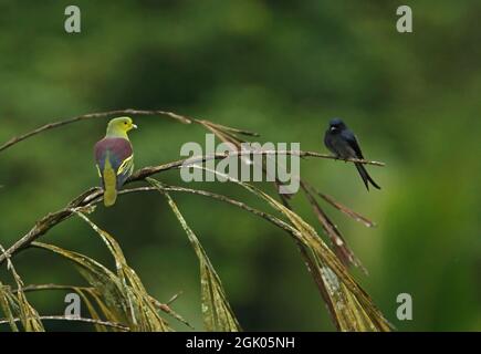 Sri Lanka Grüne Taube (Treron pompadora) und weiße belüftete Drongo (Dicrurus caerulescens leucopygia) männliche Taube und Drongo thronten in einer toten Palme. Stockfoto