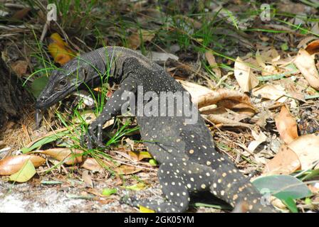 Nahaufnahme einer wilden, großen Lace Monitor Eidechse, die sich auf den Aufstieg auf einen Baum in der Nähe der Insel Frasier an der Ostküste Australiens vorbereitet. Beachten Sie, dass sich die Zunge bewegt. Stockfoto