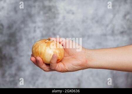 Die rechte Hand eines Mannes hält eine süße Zwiebel auf einem strukturierten grauen Hintergrund. Stockfoto