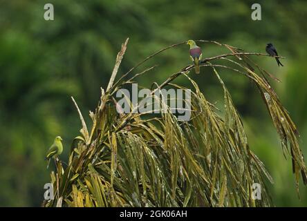 Sri Lanka Grüntaube (Treron pompadora) und weiß belüftete Drongo (Dicrurus caerulescens leucopygia), ein Paar Tauben und Drongo, die in toten Palmen thront Stockfoto