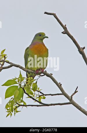 Orangefarbener Geigeon (Treron bicinctus leggei) erwachsener Mann, der auf einem Zweig (endemische Rasse Sri Lankas) in Sri Lanka thront Dezember Stockfoto