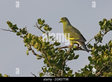 Orangereisten Geigeon (Treron bicinctus leggei) erwachsenen Weibchen thront auf Zweig (endemische Sri Lanka Rasse) Sri Lanka Dezember Stockfoto