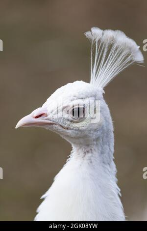 Porträt eines weißen Pfaus. Stockfoto