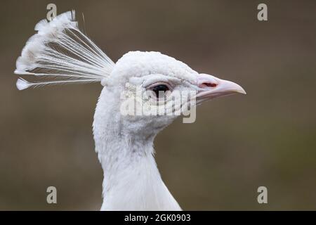 Porträt eines weißen Pfaus. Stockfoto