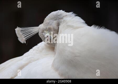 Ein weißer Pfau, der seine Federn aufreibt. Stockfoto
