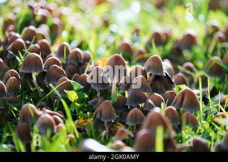 Ein Schuss von vielen Glimmerpilzen, die an einem sonnigen Tag in einem Garten wachsen Stockfoto