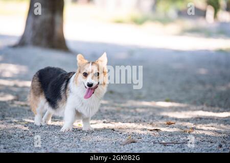 Ein einjähriger Corgi-Welpe hält an, um sich beim Spielen im Hundepark in Arlington, Virginia, Luft zu holen. Seine Zunge ist aus und er scheint Smili zu sein Stockfoto