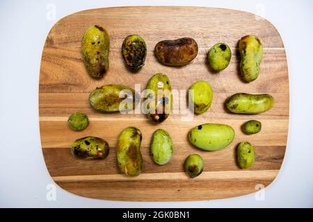 Ein Stillleben einer unterschiedlich großen, frisch gepflückten American Paw Paw Fruits in verschiedenen Reifephasen auf einem Holzschneidebrett. Stockfoto