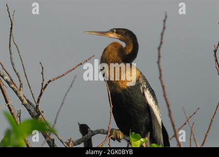 Nahaufnahme eines wunderschön bunten wilden Anhinga Wasservogels, der auf einem Glied im Florida Everglades National Park thront. Stockfoto