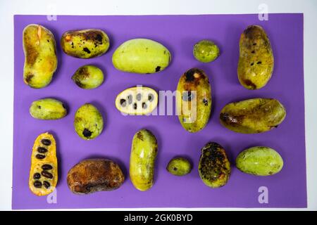 Ein Stillleben einer unterschiedlich großen, frisch gepflückten American Paw Paw Fruits in verschiedenen Reifephasen auf purpurem Hintergrund. Stockfoto