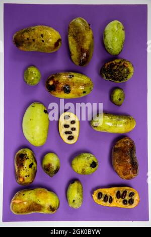 Ein Stillleben einer unterschiedlich großen, frisch gepflückten American Paw Paw Fruits in verschiedenen Reifephasen auf purpurem Hintergrund. Stockfoto