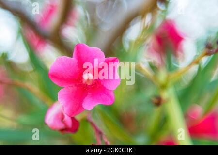 Rosa Oleander Blumen Nerium , weicher Fokus, Bokeh Hintergrund. Stockfoto