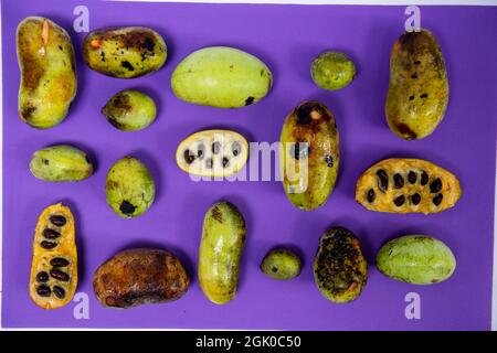 Ein Stillleben einer unterschiedlich großen, frisch gepflückten American Paw Paw Fruits in verschiedenen Reifephasen auf purpurem Hintergrund. Stockfoto